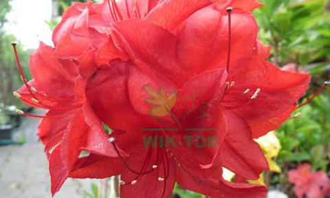 Azalia wielkokwiatowa Crosswater Red
