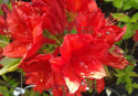 Azalia wielkokwiatowa Crosswater Red