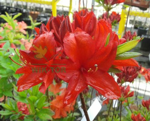 Azalia wielkokwiatowa Crosswater Red