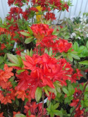 Azalia wielkokwiatowa Crosswater Red