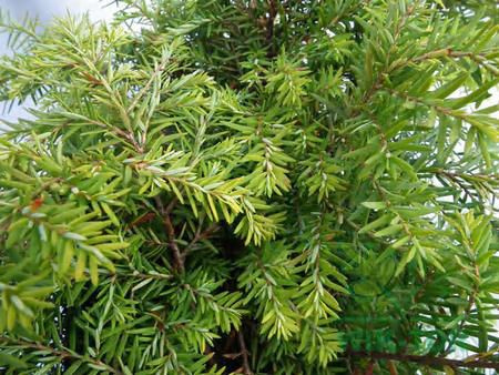 Choina kanadyjska Jeddeloh