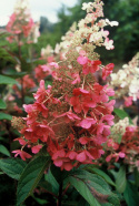 Hortensja bukietowa Pinky Winky