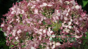 Hortensja krzewiasta Pink Annabelle