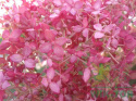 Hortensja krzewiasta Pink Annabelle