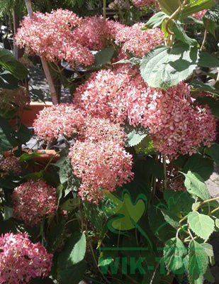 Hortensja krzewiasta Pink Annabelle