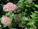 Hortensja krzewiasta Pink Annabelle