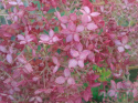 Hortensja krzewiasta Pink Annabelle