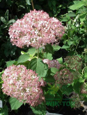 Hortensja krzewiasta Pink Annabelle