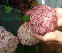Hortensja krzewiasta Pink Annabelle
