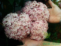 Hortensja krzewiasta Pink Annabelle