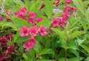 Krzewuszka Bristol Ruby