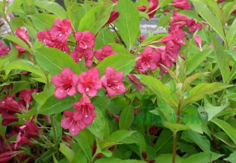 Krzewuszka Bristol Ruby
