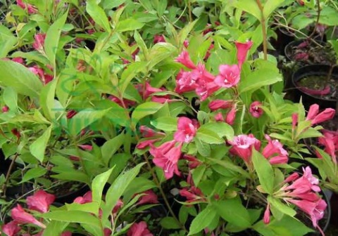 Krzewuszka Bristol Ruby