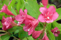 Krzewuszka Bristol Ruby