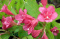 Krzewuszka Bristol Ruby