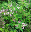 Krzewuszka Styriaca