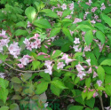 Krzewuszka Styriaca