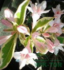 Krzewuszka Variegata