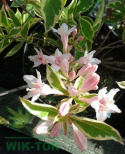 Krzewuszka Variegata