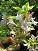 Krzewuszka Variegata