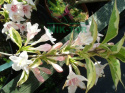 Krzewuszka Variegata