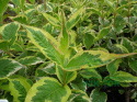 Krzewuszka Variegata