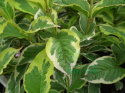 Krzewuszka Variegata