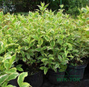 Krzewuszka Variegata