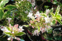 Krzewuszka Variegata
