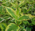 Krzewuszka Variegata
