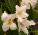 Krzewuszka Candida
