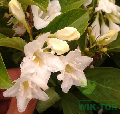 Krzewuszka Candida