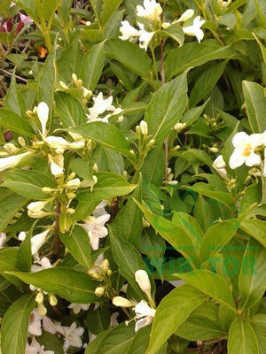 Krzewuszka Candida