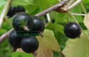 Nawóz do drzew i krzewów owocowych 1,2kg