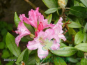 Nawóz do rododendronów i azalii 1,2kg Agrecol