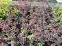 Berberys ottawski Superba