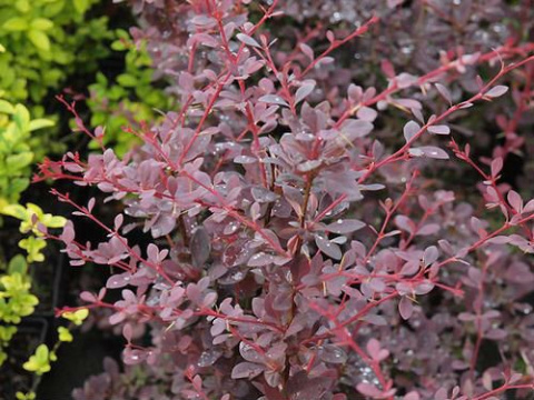 Berberys ottawski Superba