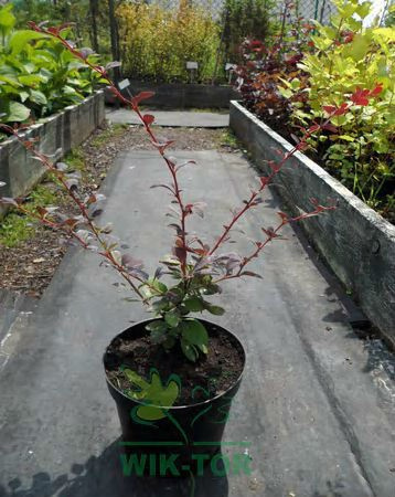 Berberys ottawski Superba