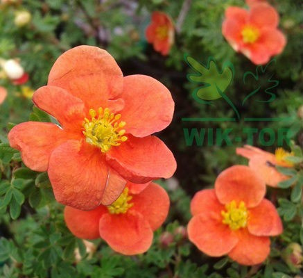 Pięciornik krzewiasty 'Red Ace'
