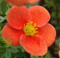 Pięciornik krzewiasty 'Red Ace'