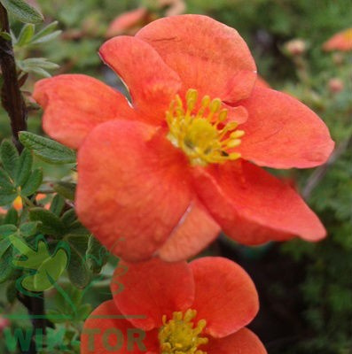 Pięciornik krzewiasty 'Red Ace'
