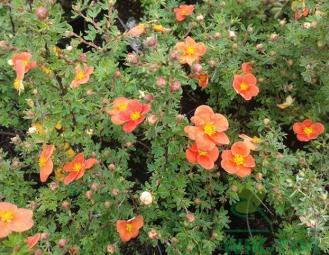 Pięciornik krzewiasty 'Red Ace'