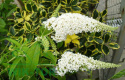 Budleja Dawida 'White Profusion'