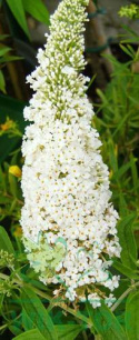 Budleja Dawida 'White Profusion'