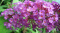 Budleja Dawida 'Pink Purple'