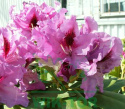 Różanecznik Cassata