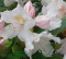 Różanecznik Cunnigham's White