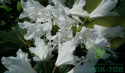 Różanecznik Cunnigham's White