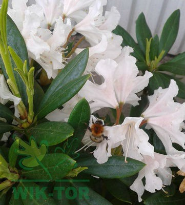 Różanecznik Cunnigham's White