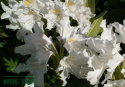 Różanecznik Cunnigham's White